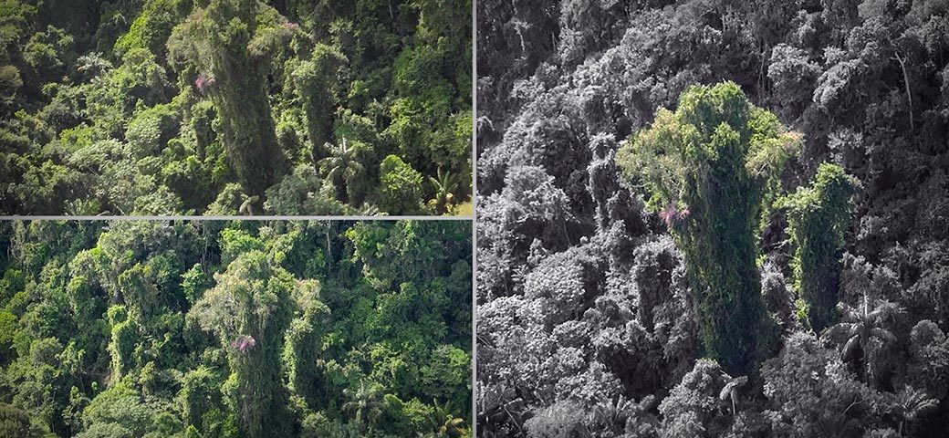 Stardoll Truques: Quiz de Conscientização: O quanto você sabe sobre a  Floresta Amazônica?